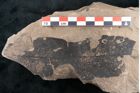 Foto (Detailansicht) von Ficus sagoriana Ettingshausen (NHMW-GEO-2024-0188-7980)